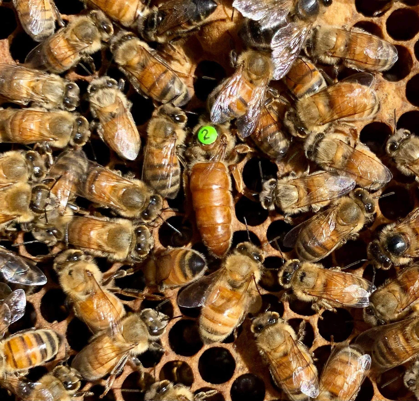 Autumn Queens : Rottnest Island Mainland Mated Daughter Queen